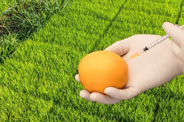 alimentos transgénicos